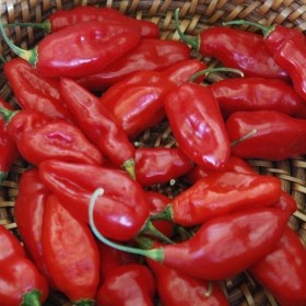 Dong Xuan Market paprika